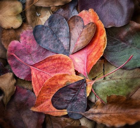 Heart In Nature Leaves Hello November