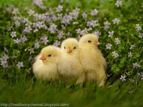 Cute Chickens Baby Chicks Easter Hd Wallpaper Pxfuel