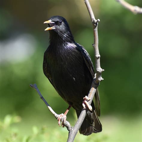Starling Black Bird Removal Heritage Wildlife Management