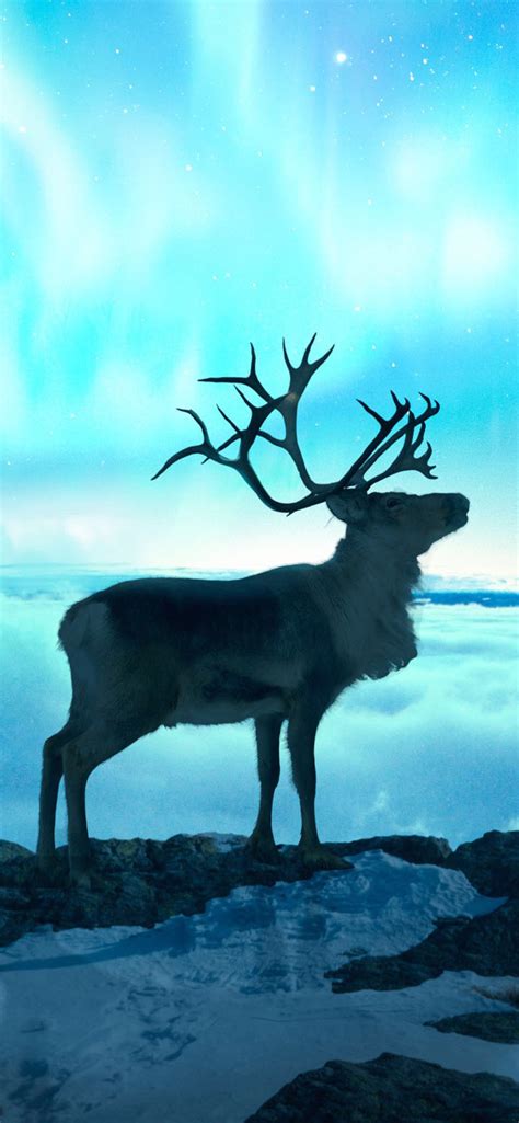 1242x2688 Reindeer Fantasy Art Iphone Xs Max Hd 4k Wallpapers Images