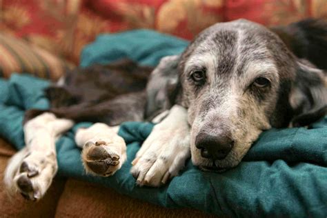 Nurturing Your Aging Dog A Comprehensive Guide For Loving Owners