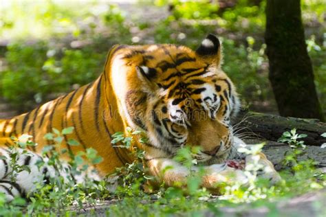Siberian Tiger Is Eating And Playing With A Special Ice Cream Stock