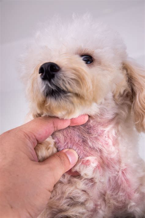 15 Types Of Dog Skin Diseases With Pictures