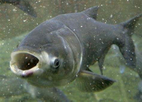 10 facts about asian carp fact file