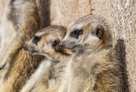 Meerkats In The Sun Stock Photo Image Of Adapted Insectivorous