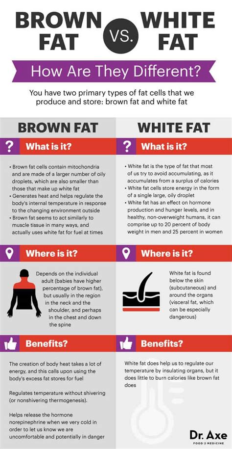 Increase Your Brown Fat To Maintain A Healthy Body Weight