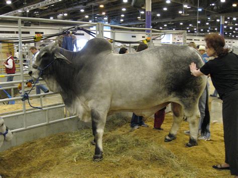 In other countries, they are known by the common name of zebu (pronounced zee boo). UWL Website