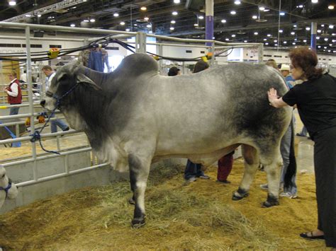 The brahman breed originated from bos indicus cattle originally brought from india. UWL Website