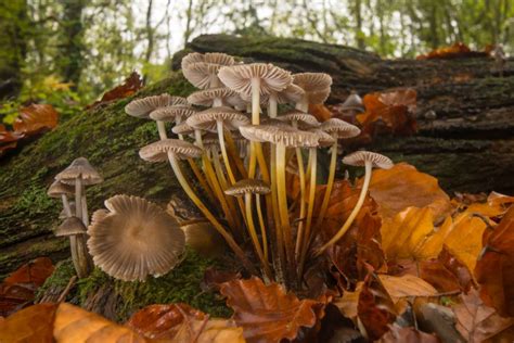 The Weird and Wonderful World of Fungi | Nature TTL