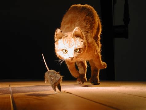 Dscn0345 Cat Chasing Mouse Naturalis Museum Of Natural Hi Flickr