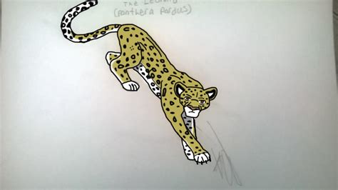 Leopard By Andrewshilohjeffery On Deviantart
