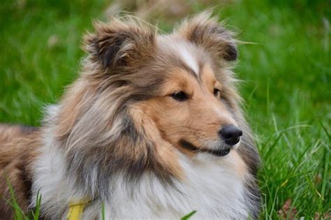 15 Stunning Sable Color Dog Breeds