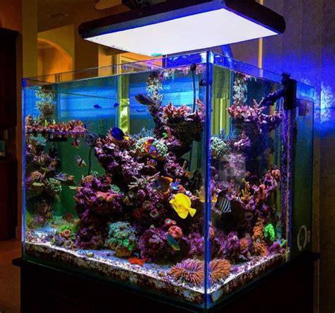 Pin By Ethan Fry On Marine Tank Aquarium Fish Tank Saltwater Fish