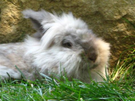 Close up of a long haired fluffy gray rabbit sitting on a bed of greens with a carrot. long haired rabbit | Flickr - Photo Sharing!