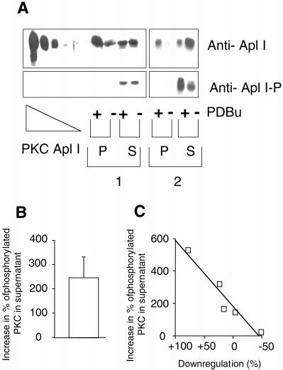 Translocation Of Pkc Apl I In Neurons By Pdbu A Paired Pleural Pedal