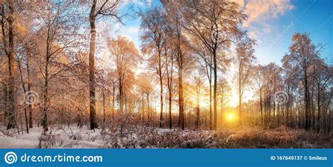 Winter Landscape At Sunset In A Forest Stock Image Image