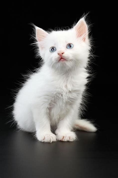 Blue Eyes White Fur Cat