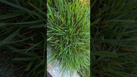 Identifying K Tall Fescue Always Misidentified As Crabgrass Or Dallisgrass YouTube