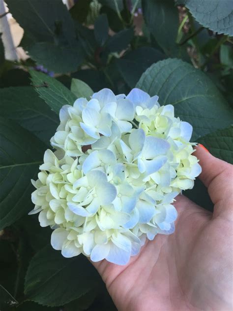 Look no further than village green! Pin on Hydrangea flowers