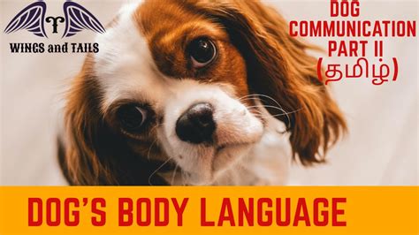 Learning, tamil games, tamil stories, tamil rhymes, tamil animated stories, kids games, kids stories, ramayanam mahabharatam stories, tamil moral stories, animals, birds, fruits, flowers, colors, rhymes DOG COMMUNICATION PART - II (DOG'S BODY LANGUAGE) IN TAMIL ...