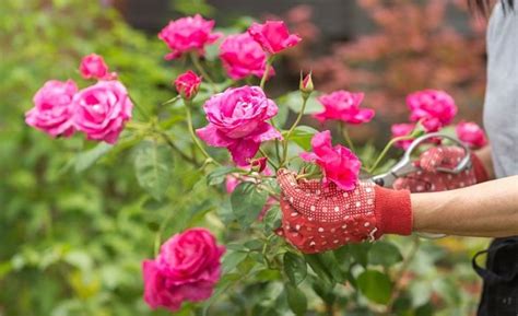 En Video Cómo Cultivar La Rosa En Tu Jardín Los Mejores Consejos