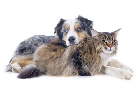 Cats Vs Dogs How To Help Them Get Along My Dogs Name