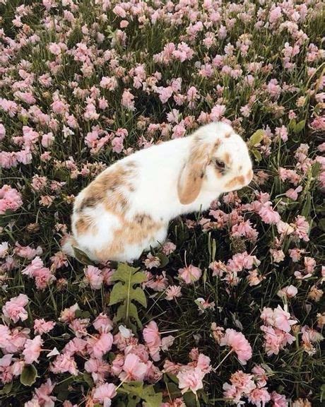 Bunny In Field Of Flowers In 2020 Cute Animals Animals Animals