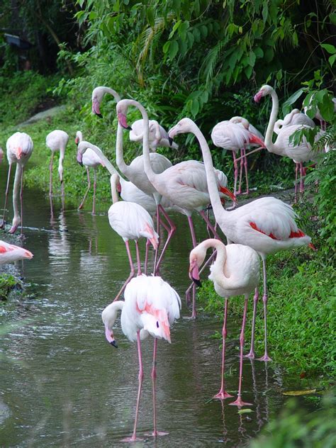 Taipei Zoo Zoo News The Differences Between Flamingos And Red Crowned