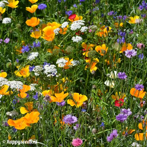 Laagblijvende Veldbloemen Zaden Happy Seeds Webwinkel