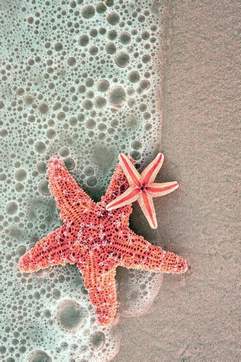 200 Starfish Ideas Starfish Ocean Life Sea Creatures