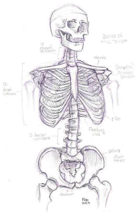 Drawing Happiness The Art Of Kelcy B Erbele Skeleton Torso