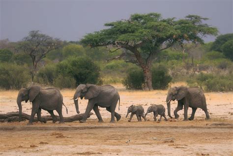 Ataques De Elefantes Ya Han Dejado Un Saldo De Más De 100 Muertos En