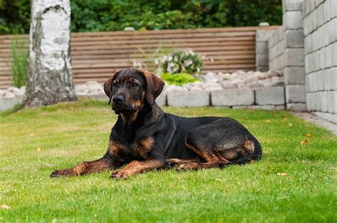 Dogs will stop when the weight is too heavy. German Shepherd Rottweiler Mix Guide: The Most Loyal ...