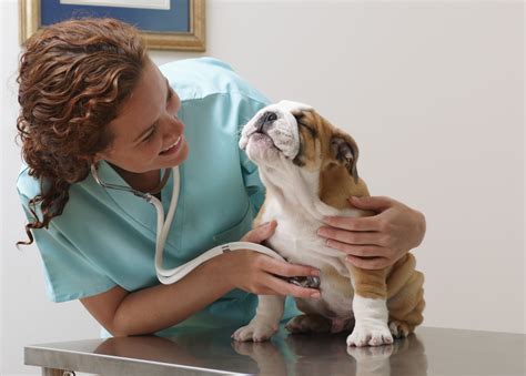 Respiratory rate, one of the main vital signs of the human body, is the number of breaths taken per the normal respiratory rate for children varies by age. Normal Temperature, Heart, & Respiratory Rates in Dogs