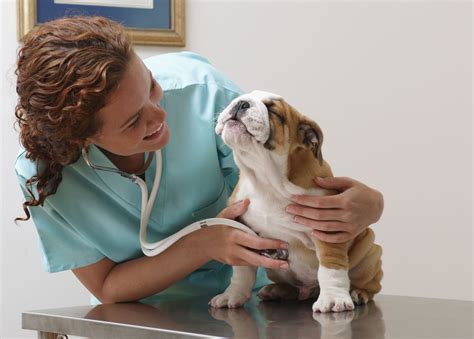 Normal respiration rate for cats. Normal Temperature, Heart, & Respiratory Rates in Dogs