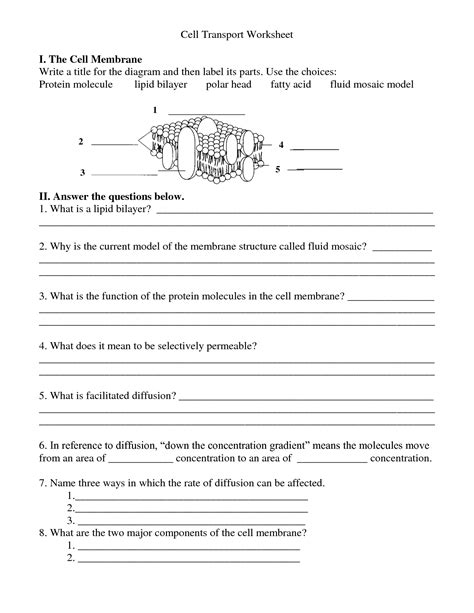 12 Cell Membrane Labeling Worksheet / worksheeto.com