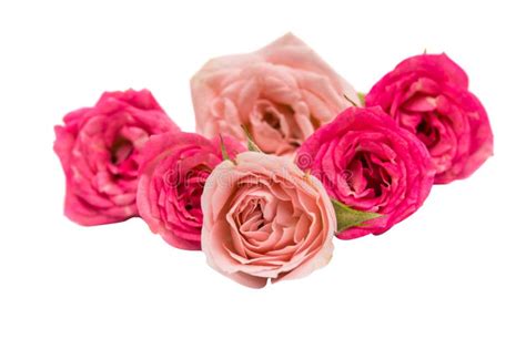 Small Pink Roses Stock Photo Image Of Single Rose Isolated 63763884