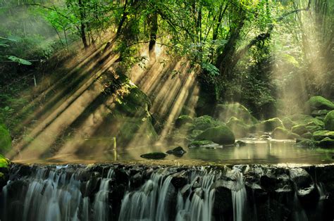 Scenic View Of Rainforest · Free Stock Photo