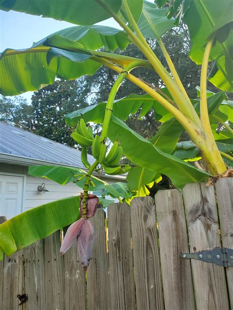 Growing Banana Trees