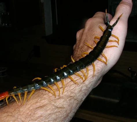 Giant Centipede Centipede And Millipede Image