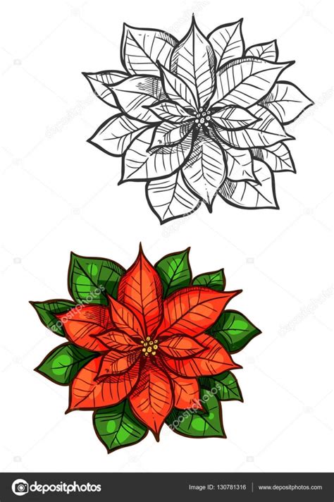 Como cuidar flor de pascua. Navidad poinsettia estrella flor aislado boceto Imagen ...