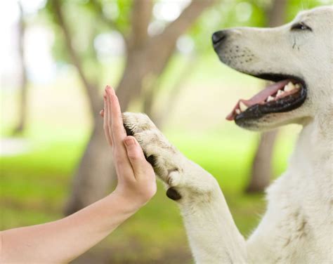 Dog Paws Weird Facts And Care Tips Vet Organics