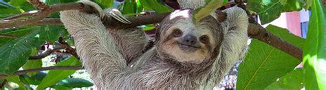 The rankings on this page are based on worldwide visitors and costa rican models. Costa Rica Sloth Lovers Tour | Deals on Puerto Limon Shore ...