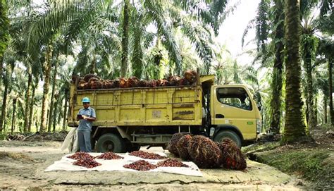 Connected Plantations Using Technology To Improve Palm Oil Efficiency