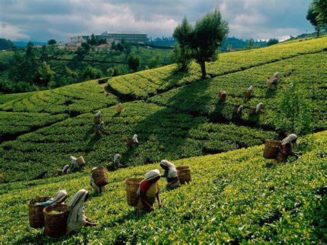 The Importance Of Tea In China Pagoda Projects Beyond Work Experience