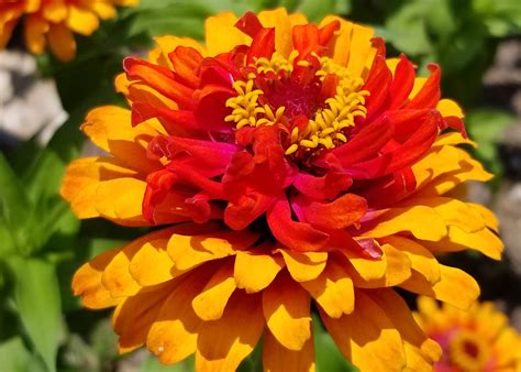 Zinnia Elegans Are Ideal Flowers For Summertime Mississippi State University Extension Service