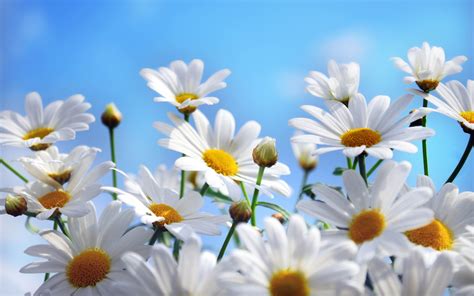 Lovely Daisy Flowers Wallpapers Free Download Daisy Wallpaper Flower