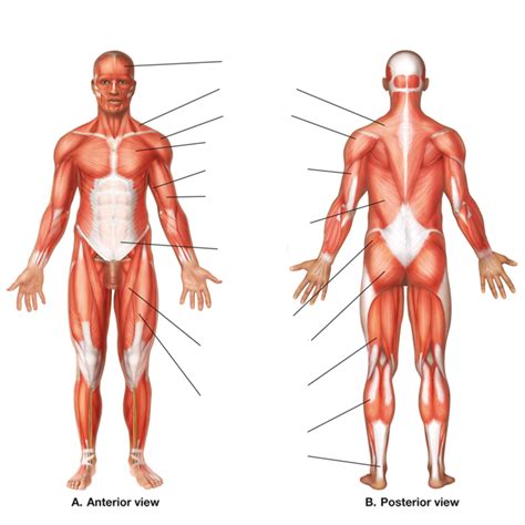 Body Muscles 2 Diagram Quizlet