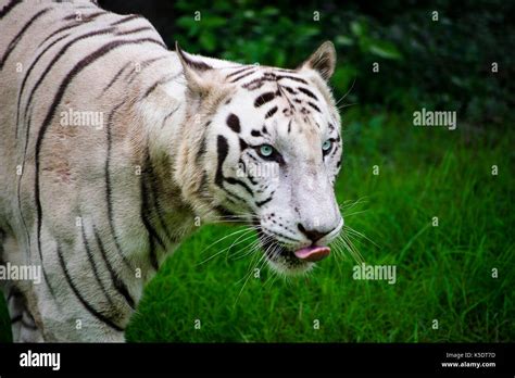 Rare White Bengal Tiger Looking Majestic Close Up View Stock Photo Alamy