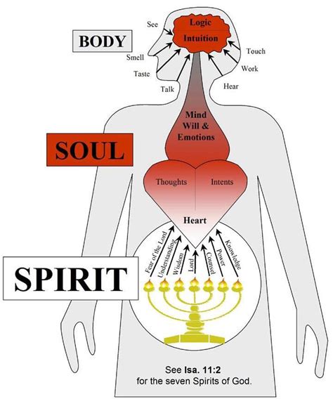 Spirit Soul Body Alignment Isaiah 112 Study To Show Bible